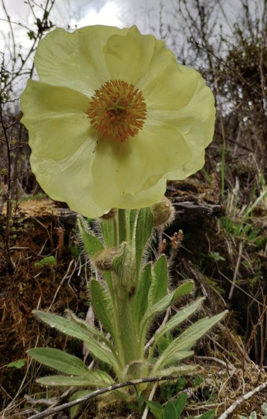  p>全缘叶绿绒蒿(学名: i>meconopsis integrifolia /i> (maxim.