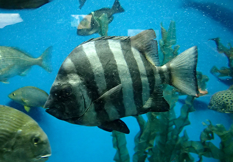  p>条石鲷(学名: i>oplegnathus fasciatus /i>)是石鲷科,石鲷属一种