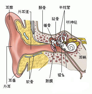 耳疾病 百度百科