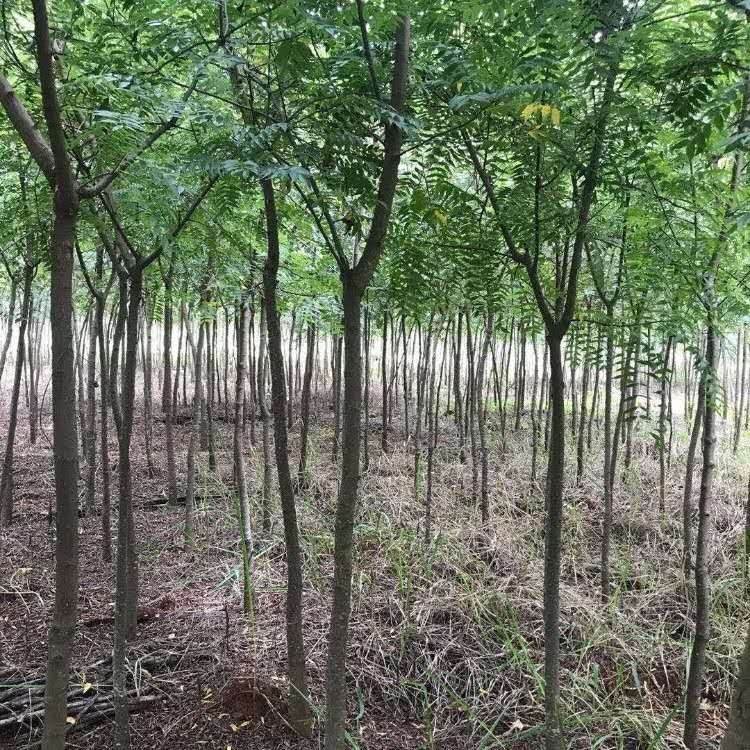 黄连木_百度百科