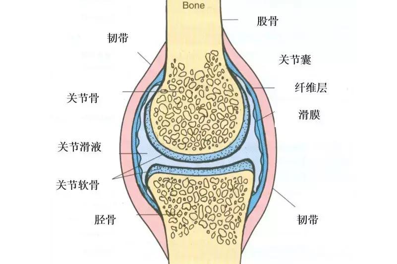 滑膜关节