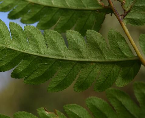  p>西南凤尾蕨 (学名: i>pteris wallichiana /i> agardh)是凤尾蕨科