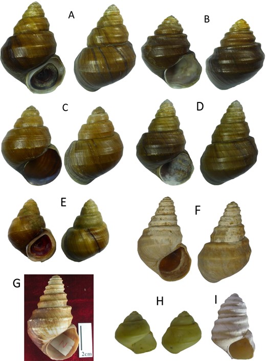  p>二肋螺蛳(学名: i>margarya bicostata /i>):是田螺科,螺蛳属动物.