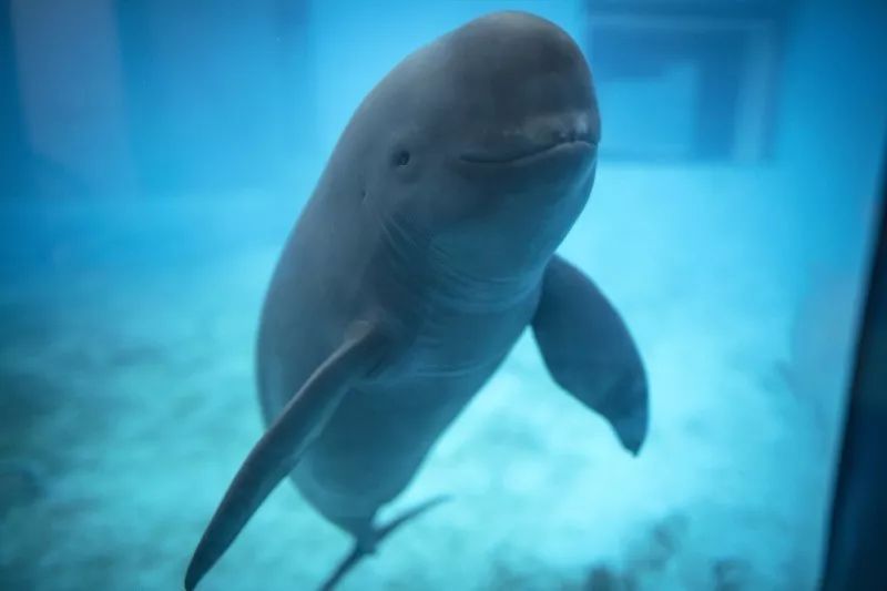 何王庙长江江豚省级自然保护区