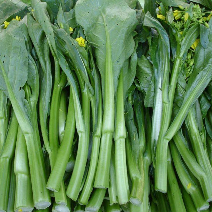  p data-id="gnbl6z5lez">天菜 (brassica juncea coss.var.