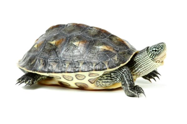  p>花龟(学名: i>mauremys sinensis /i>)是龟科,拟水龟属动物.