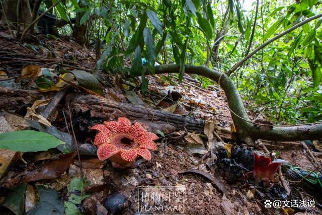是大花草科,寄生花属草本植物,寄生于植物的根部,生于由寄主根皮构成