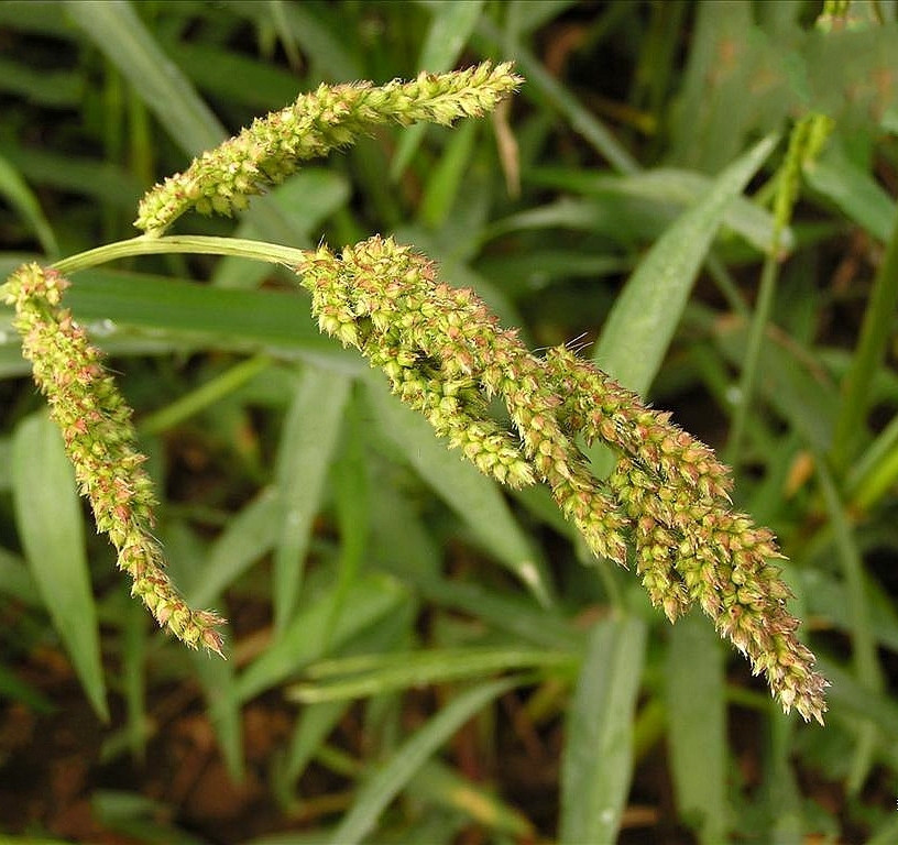 eehinochloa var.mitis