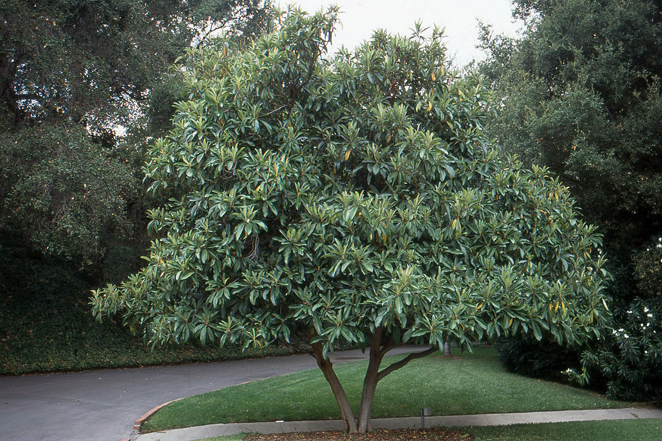  p>枇杷(学名: i>eriobotrya japonica  /i>(thunb.) lindl.