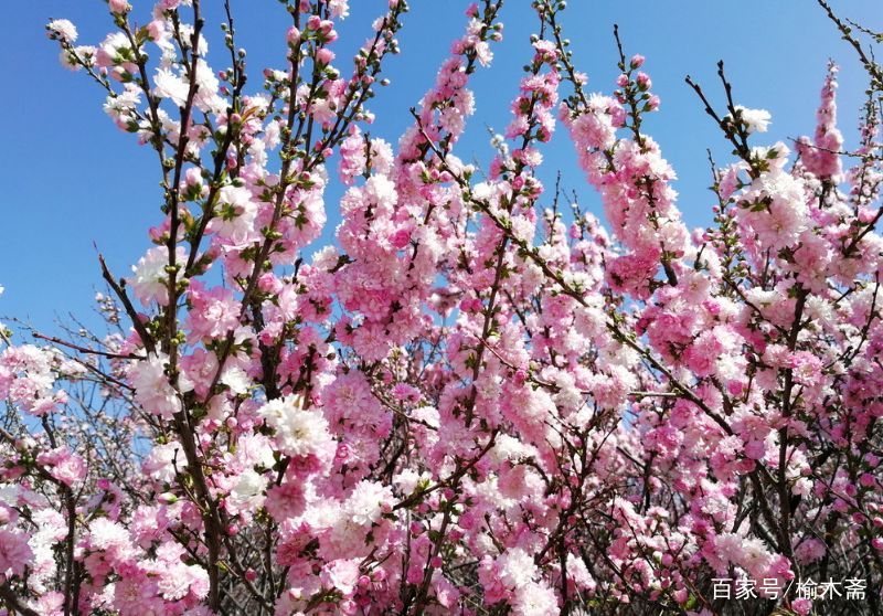 一日一花一诗：郁李_百科TA说
