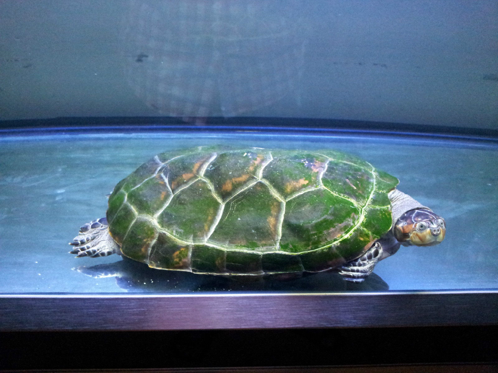  p>黄头侧颈龟(学名: i>podocnemis unifilis /i>)是侧颈龟科,南美侧