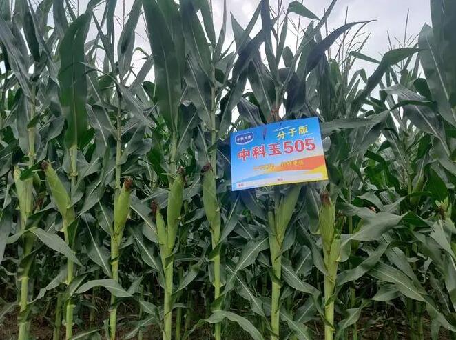中科玉505