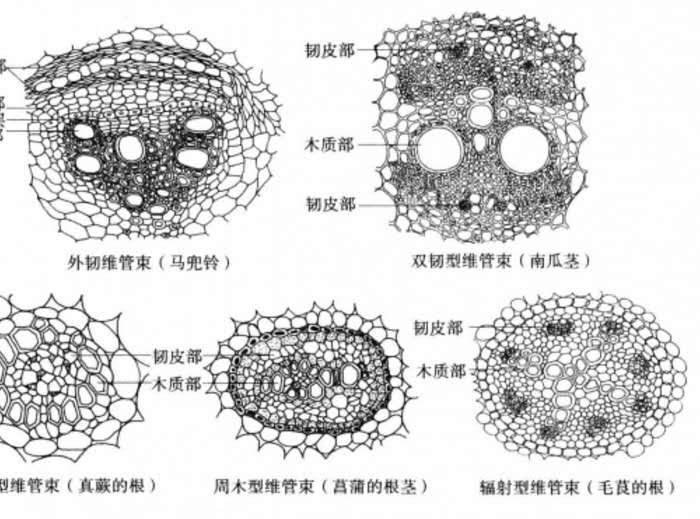  p>维管束是指维管 a target="_blank" href="/item/植物/142914"