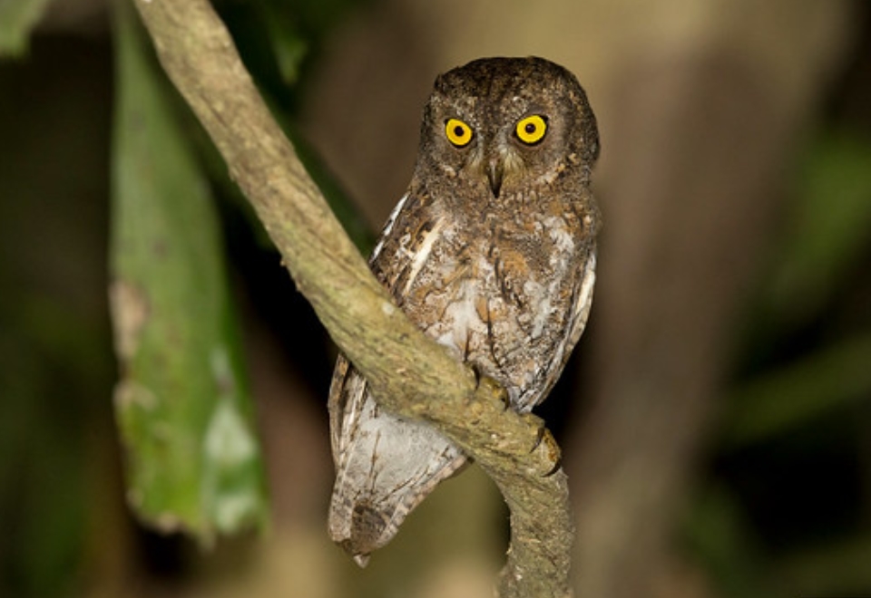 oriental scops-owl