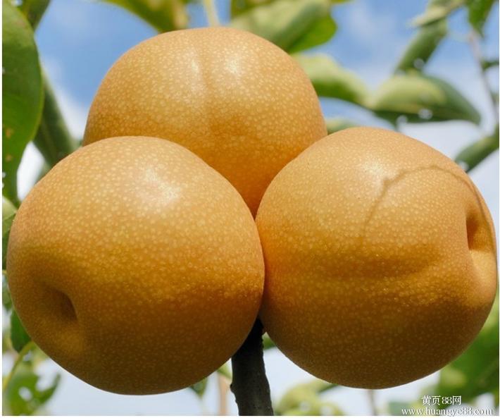  p>定南蜜梨是 a target="_blank" href="/item