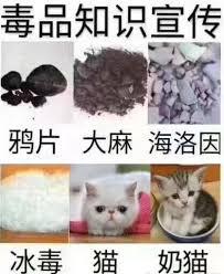 别拦着我！吸猫已经刻在我的基因里了！_百科TA说