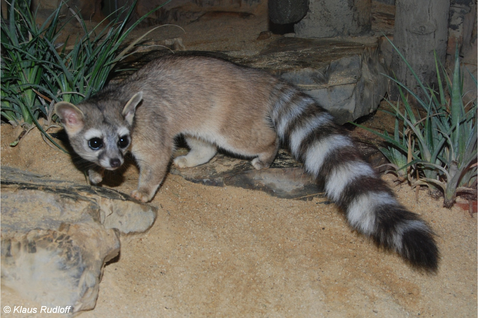  p>北美环尾猫,简称环尾猫,是 a target="_blank" href="/item/浣熊属