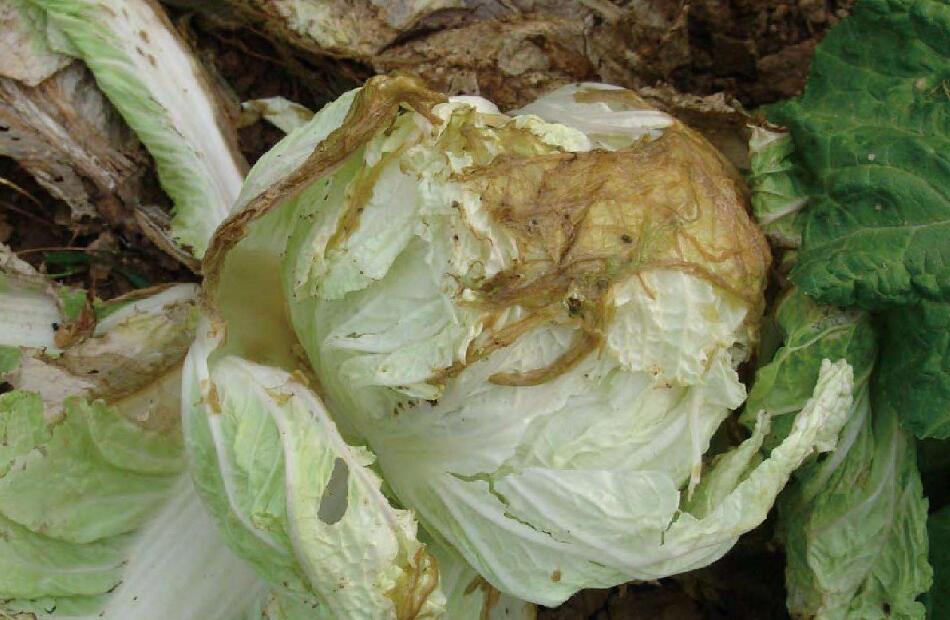 甘蓝软腐病