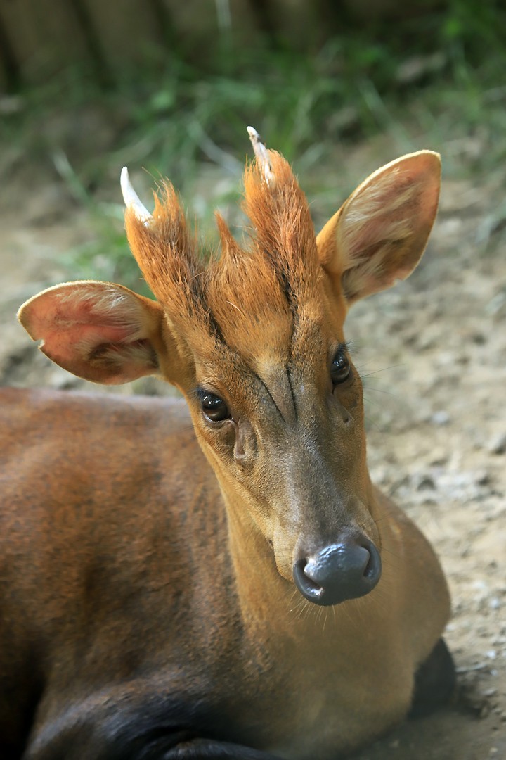 muntiacus crinifrons