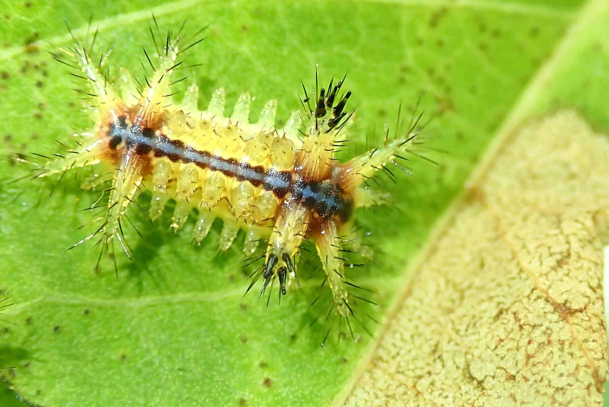  p data-id="gnbiqoc33w">褐边绿刺蛾(学名: i>parasa consocia /i> )