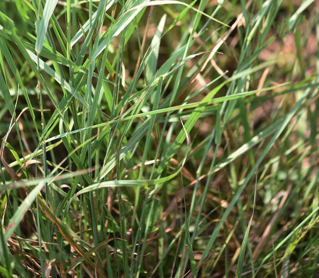  p>双稃草(学名: i>leptochloa fusca /i> (linnaeus) kunth)是禾本科