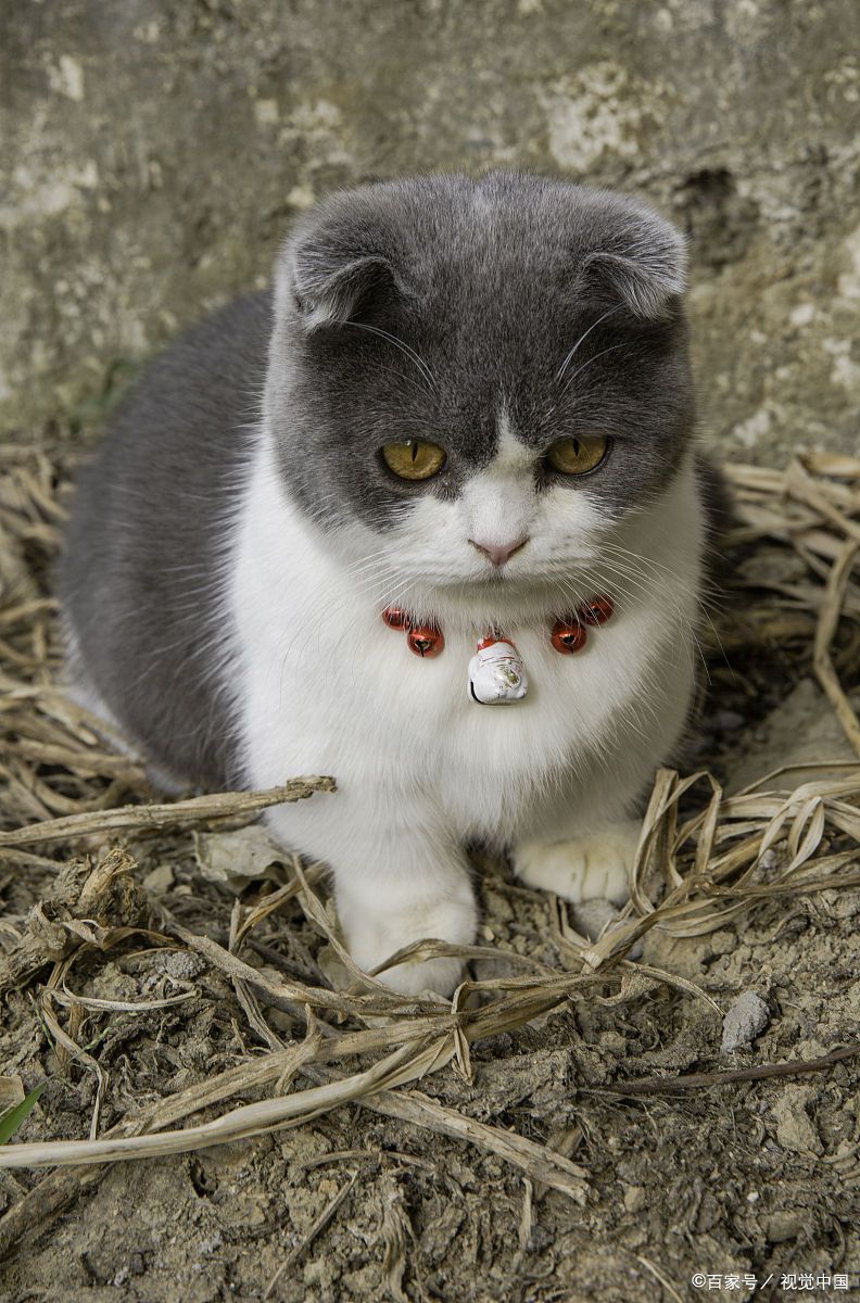 猫有多好吸？硬汉都成绕指柔，看看文人是怎么吸猫的_百科TA说