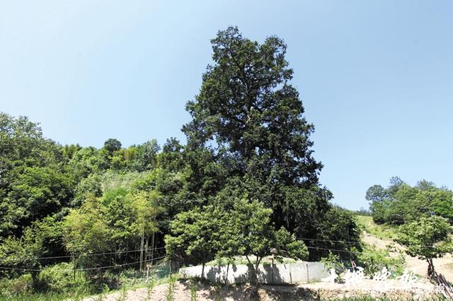 铁坚油杉旺苍优树005