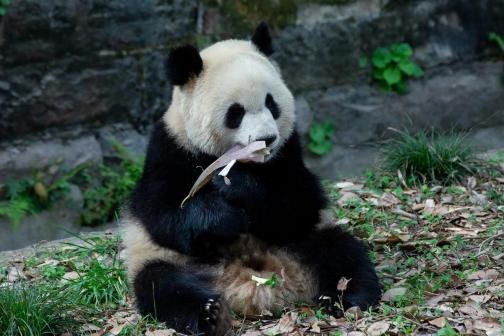 大熊猫渝可_百度百科