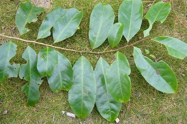  p>海南脚骨脆,(学名: i>casearia aequilateralis /i> merr.