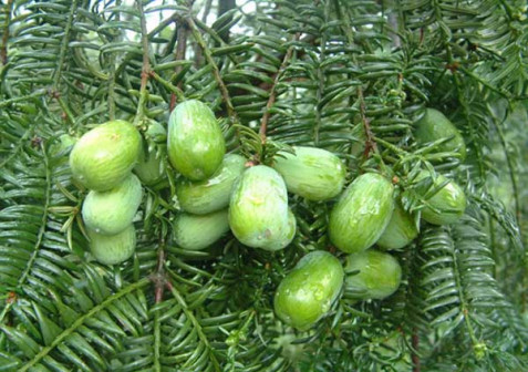榧（红豆杉科榧属植物）_百度百科