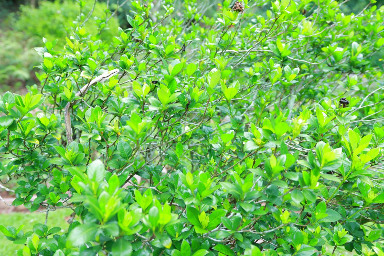 栀子（茜草科、栀子属植物）_百度百科