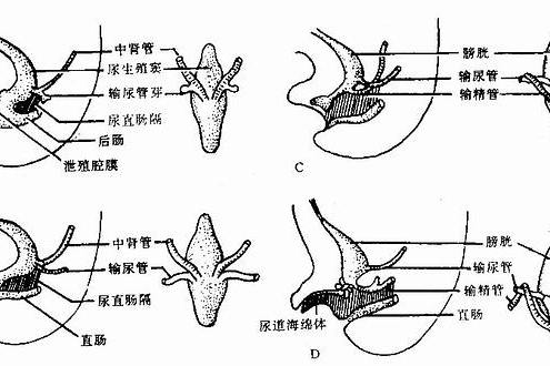  p>泄殖腔(cloaca)早期胚胎腹面结构.