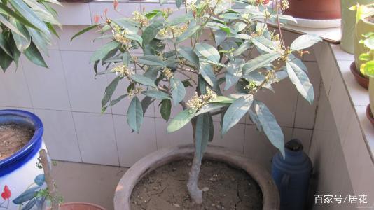 秋天养殖桂花，想香飘十里？室内盆栽切中5点，没问题！_百科TA说