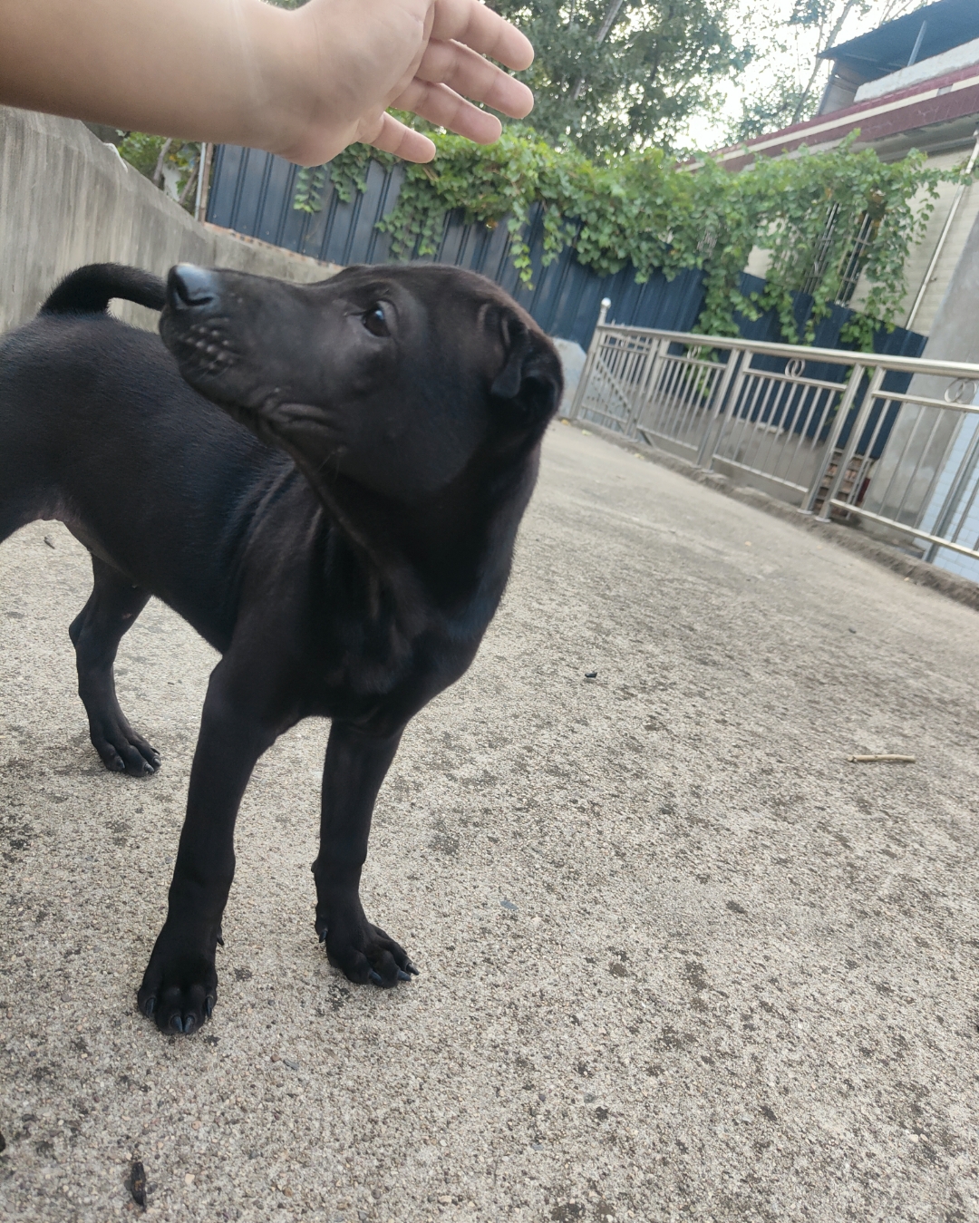 " data-lemmaid="219665">标准 /a>为hkka(hong kong and kowloon