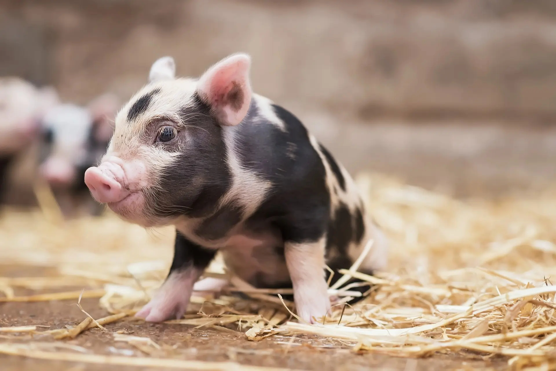 猪(pig,swine)是一种<a target="