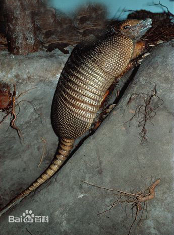  p>九带犰狳(学名: i>dasypus novemcinctus /i>)上体两侧和4肢外侧常