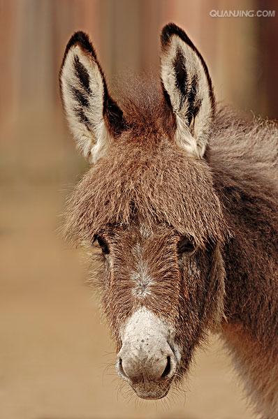  p>非洲野驴,学名: i>equus africanus /i> (von heuglin et