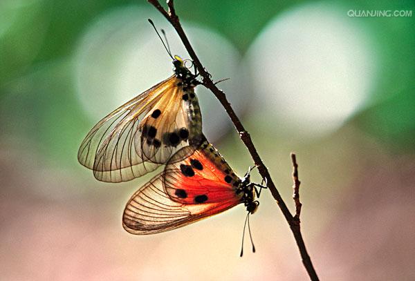 class="ref" data-ctrid="tia6cchfs2nr">透翅蛾又名苹果小翅蛾, 