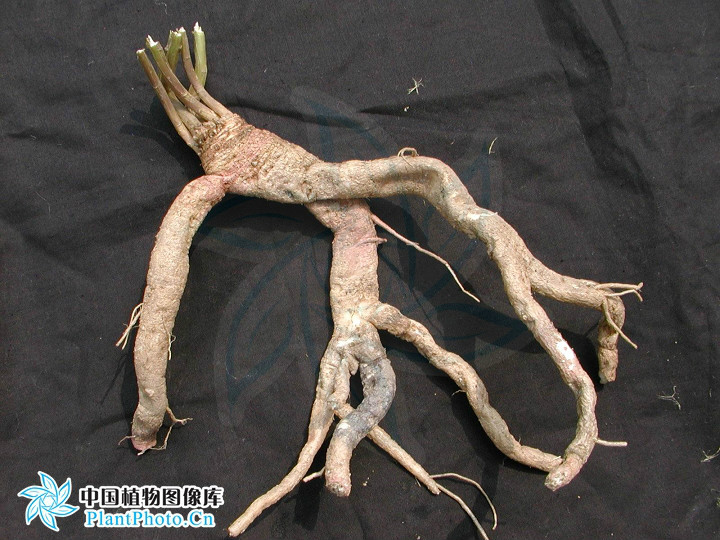  p>多歧沙参〔拉丁学名: i>adenophora wawreana /i> zahlbr.