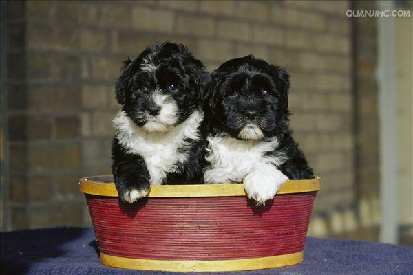  p>葡萄牙水犬,原生于 a href="#" data-lemmaid="144714">葡萄牙 /a>