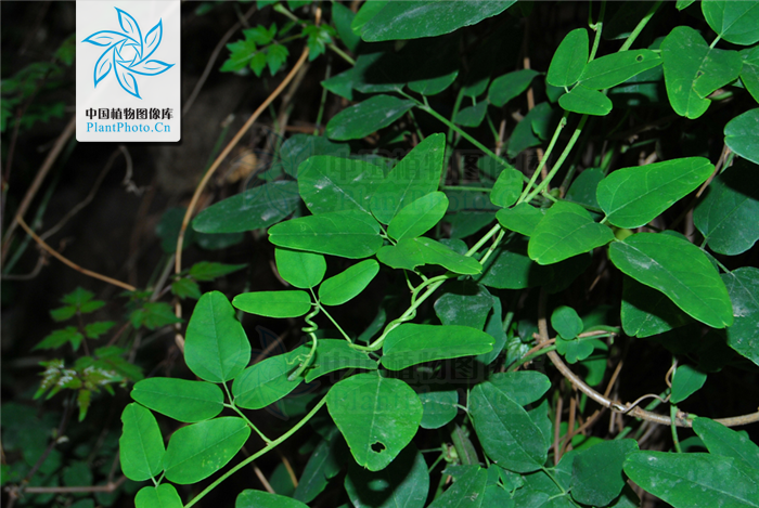  p>三叶木通(学名: i>akebia trifoliata  /i> i>(thunb.