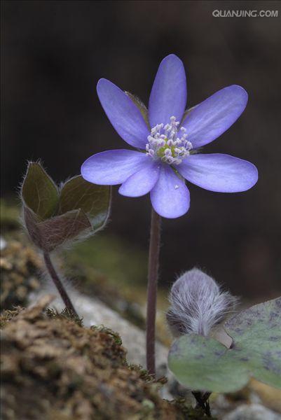 hepatica nobilis var. asiatica (nakai) hara