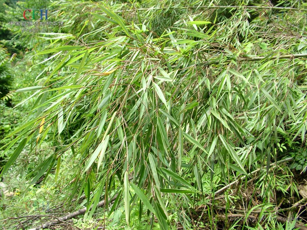  p>箭竹(fargesia spathacea franch)是禾本科,箭竹属竹类植物.