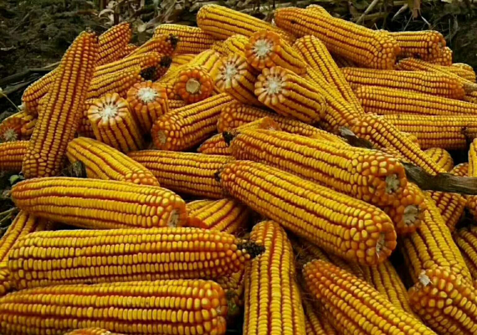 公司 /a>以自选系l273为母本,自k10为父本杂交选育而成的玉米杂交种