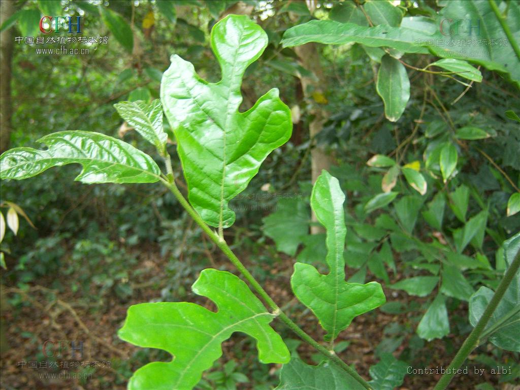  p>白桂木根为桑科植物白桂木和桂木的根,具有祛风利湿, a href="#"