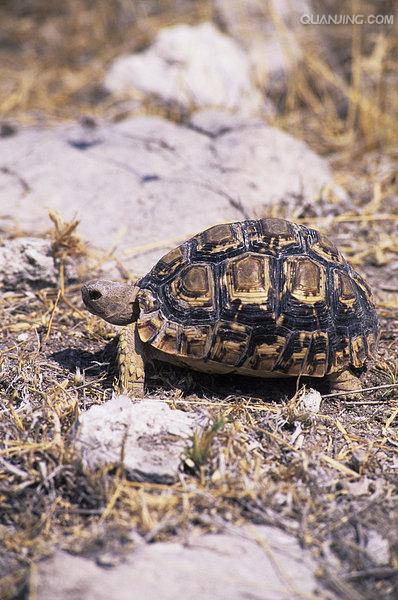 纳米比亚豹纹陆龟