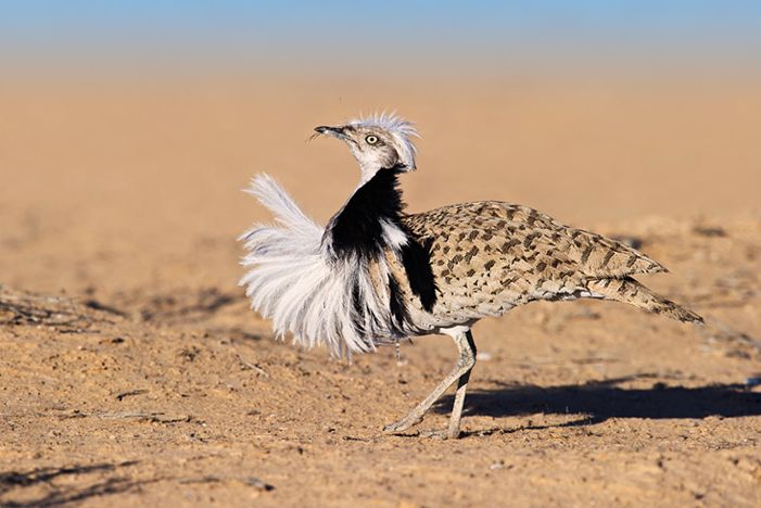  p>翎颌鸨(学名:chlamydotis undulata)体型较 a target="_blank"