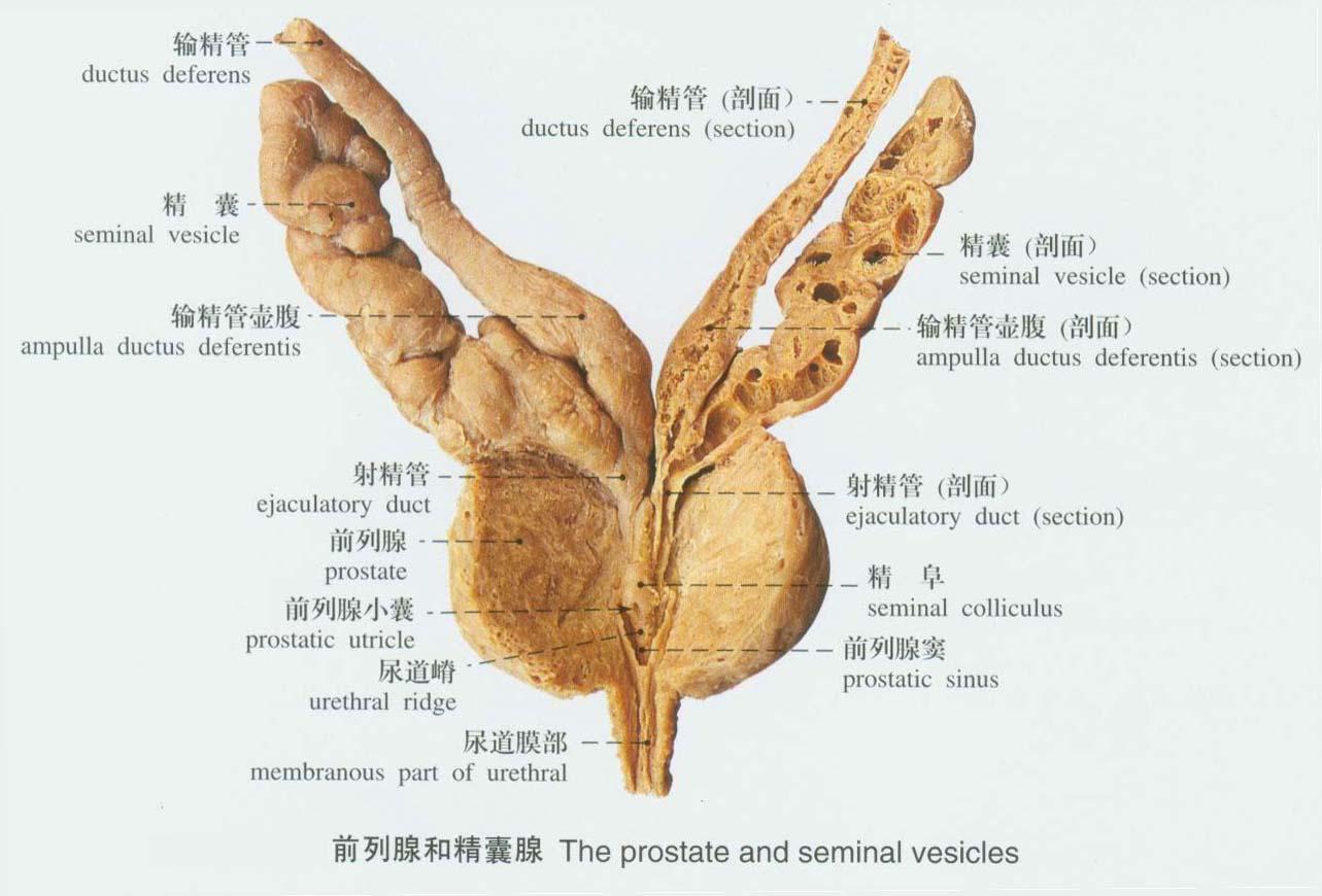 可分为 a target="_blank" href="/item/前庭大腺/8898372" data