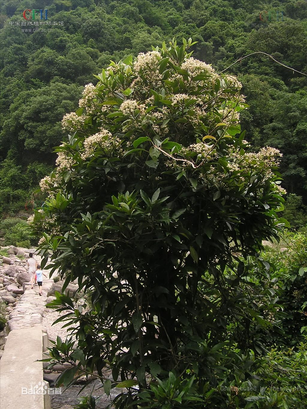  p>罗伞,是 a href="#" data-lemmaid="6722994">五加科 /a>, a href=