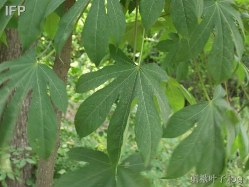 刺楸_百度百科